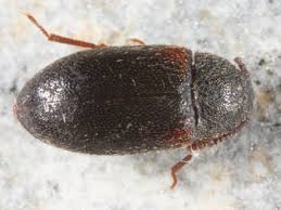 Attēlu rezultāti vaicājumam “Tetratomidae”