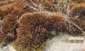 Attēlu rezultāti vaicājumam “Schistidium robustum”