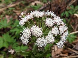 Attēlu rezultāti vaicājumam “Petasites spurius flower”