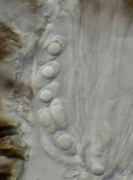 Attēlu rezultāti vaicājumam “Xylographa paralella”