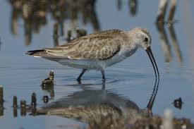 Attēlu rezultāti vaicājumam “Calidris ferruginea”
