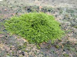 Attēlu rezultāti vaicājumam “Amblystegium serpens macro”