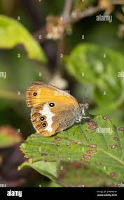Attēlu rezultāti vaicājumam “Coenonympha arcania underside”