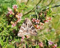 Attēlu rezultāti vaicājumam “Protoschinia scutosa”