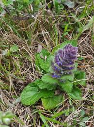 Attēlu rezultāti vaicājumam “Ajuga pyramidalis”