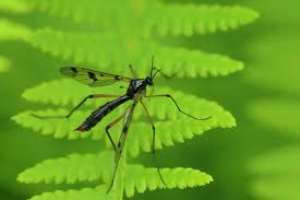 Attēlu rezultāti vaicājumam “Ptychoptera sp.”