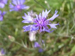 Attēlu rezultāti vaicājumam “Cyanus segetum flower”