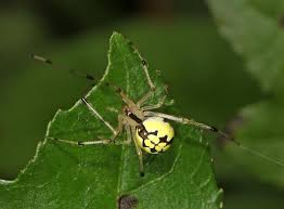 Attēlu rezultāti vaicājumam “Phylloneta sp.”