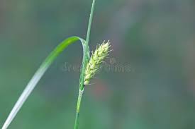 Attēlu rezultāti vaicājumam “Carex hirta female flower”