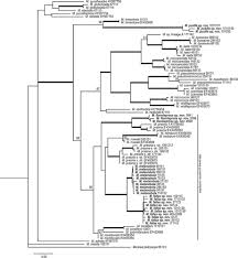Attēlu rezultāti vaicājumam “Micarea sp.”