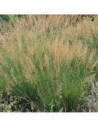 Attēlu rezultāti vaicājumam “Molinia caerulea fruit”