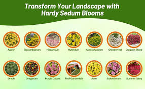 Attēlu rezultāti vaicājumam “Sedum aizoon”