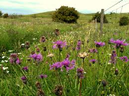 Attēlu rezultāti vaicājumam “Centaurea scabiosa fruit”