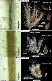 Attēlu rezultāti vaicājumam “Neckera crispa sporophyte”