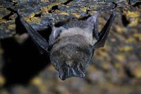 Attēlu rezultāti vaicājumam “Barbastella barbastellus”