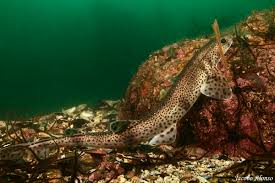 Image result for Scyliorhinus stellaris