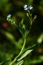 Attēlu rezultāti vaicājumam “Myosotis sparsiflora”