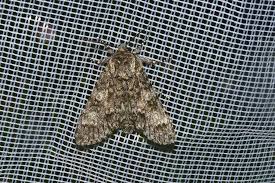 Attēlu rezultāti vaicājumam “Acronicta megacephala”