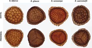 Attēlu rezultāti vaicājumam “Riccia sorocarpa macro”