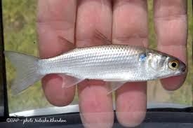 Image result for Mugil curema