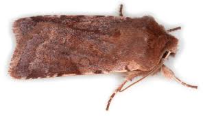 Attēlu rezultāti vaicājumam “Cerastis rubricosa”