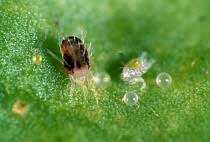 Attēlu rezultāti vaicājumam “Panonychus”