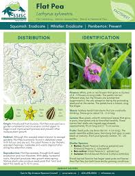 Attēlu rezultāti vaicājumam “Lathyrus sylvestris bud”