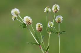 Attēlu rezultāti vaicājumam “Trifolium montanum”