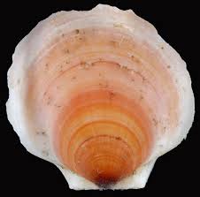 Image result for Placopecten magellanicus