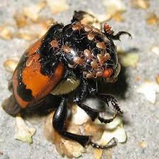 Attēlu rezultāti vaicājumam “Nicrophorus investigator imago”