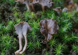 Attēlu rezultāti vaicājumam “Pseudocraterellus”