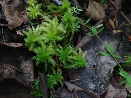 Attēlu rezultāti vaicājumam “Sphagnum warnstorfii”