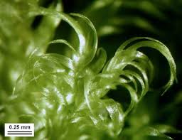 Attēlu rezultāti vaicājumam “Calliergonella lindbergii”