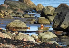 Attēlu rezultāti vaicājumam “Craterium aureonucleatum spores”