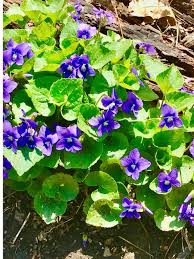 Attēlu rezultāti vaicājumam “Viola epipsila leaf”