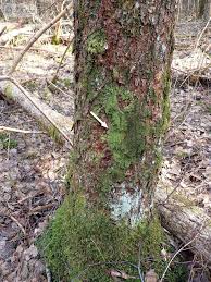 Attēlu rezultāti vaicājumam “Lejeunea cavifolia”