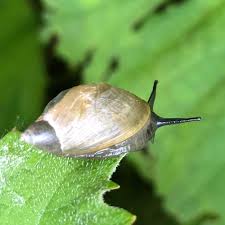 Attēlu rezultāti vaicājumam “Succinea”