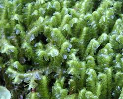 Attēlu rezultāti vaicājumam “Bazzania trilobata”