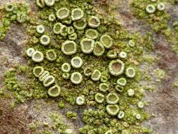 Attēlu rezultāti vaicājumam “Lecanora conizaeoides”