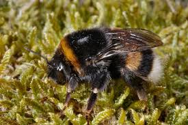 Attēlu rezultāti vaicājumam “Bombus terrestris”