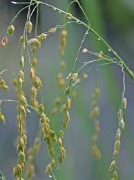 Attēlu rezultāti vaicājumam “Glyceria lithuanica”