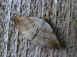 Attēlu rezultāti vaicājumam “Laspeyria flexula”