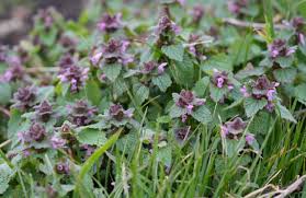 Attēlu rezultāti vaicājumam “Lamium purpureum leaf”