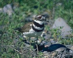 Image result for Charadrius vociferus