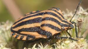 Attēlu rezultāti vaicājumam “Graphosoma lineatum”