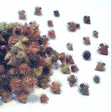 Attēlu rezultāti vaicājumam “Agrimonia eupatoria fruit”