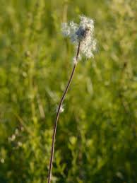 Attēlu rezultāti vaicājumam “Anemone sylvestris”