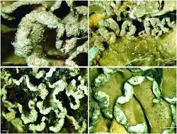 Attēlu rezultāti vaicājumam “Cetrelia sp.”