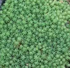 Attēlu rezultāti vaicājumam “Sedum hispanicum leaf”