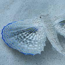 Image result for Dactylopterus volitans